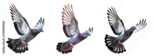 pigeon flying high resolution on transparency background PNG © KimlyPNG