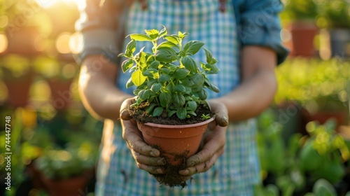 A gardener holding a potted plant in the garden