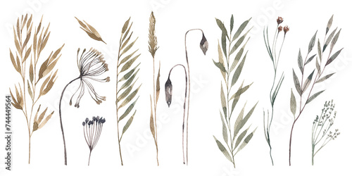Watercolor illustration, collection of dry herbs. Delicate, fragile dry flowers illustration. photo