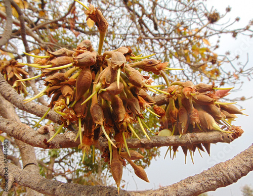 Buds of Madhuca longifolia (Mahua) tree photo