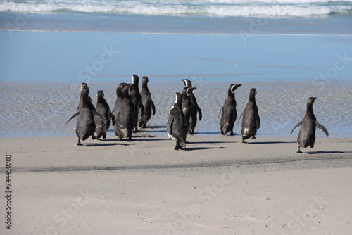 Magellanic Penguins (Spheniscus magellanicus) on the beach at the Neck on Saunders Island in the Falkland Islands.
