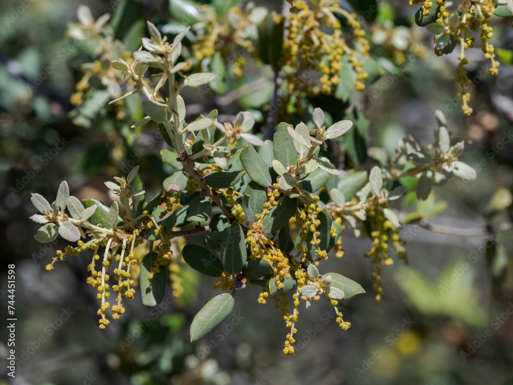 Male flowers of Holm oak, Quercus rotundifolia, growing on the rocks. Photo taken in Colmenar Viejo, Madrid, Spain Male flowers of Holm oak, Quercus rotundifolia, growing on the rocks. Photo taken in Colmenar Viejo, Madrid, Spain