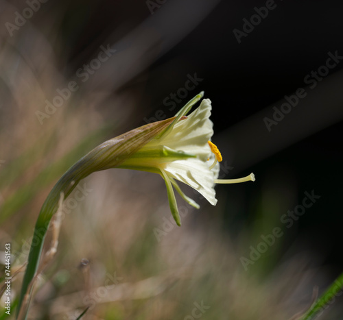 Petticoat daffodil, Narcissus bulbocodium. Photo taken in La Pedriza, Guadarrama Mountains National Park, Madrid, Spain photo