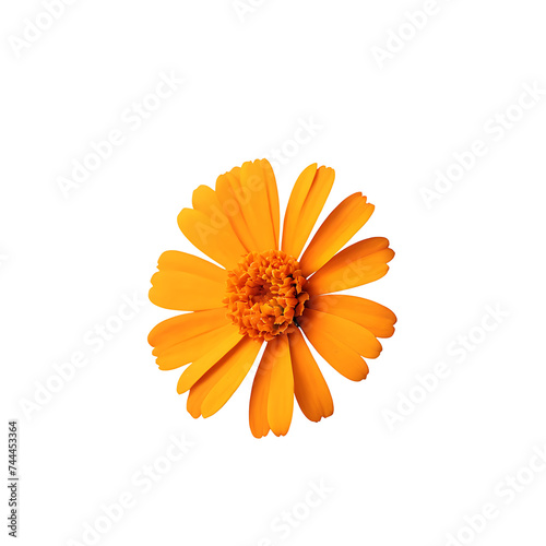 Marigold image isolated on a transparent background PNG photo
