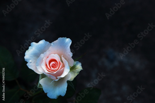 Fototapeta Naklejka Na Ścianę i Meble -  beauty rose flower with black background