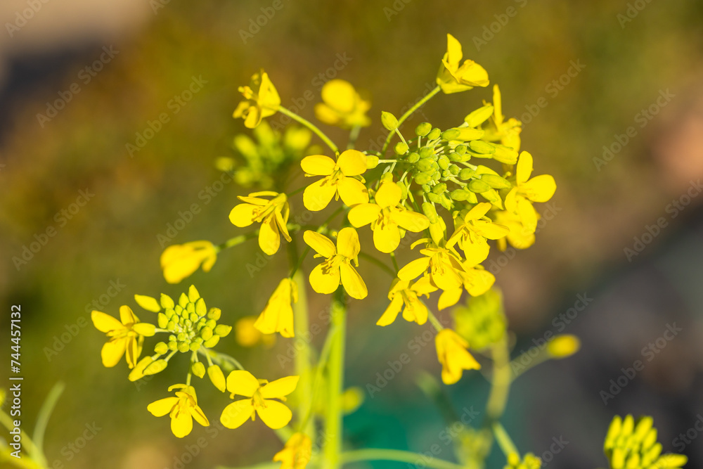 turnip flowers called Grelos de Santiago in Spain grown in a garden in Madrid