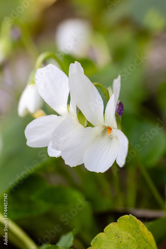 white violet flowers called the variety Viola Odorata