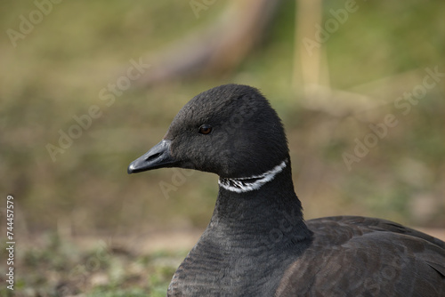 Black brant goose photo