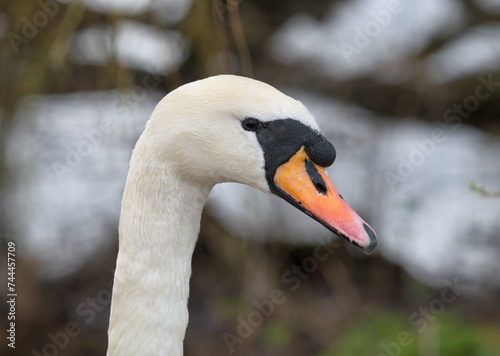 Mute swan,  male photo