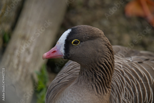 Lesser white-fronted goose photo