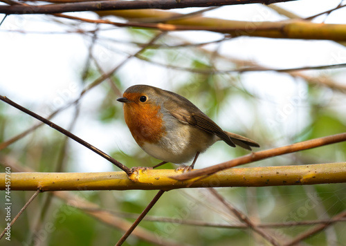 Robin on branch photo