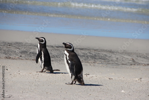 Magellanic Penguins (Spheniscus magellanicus) at the Neck on Saunders Island in the Falkland islands.