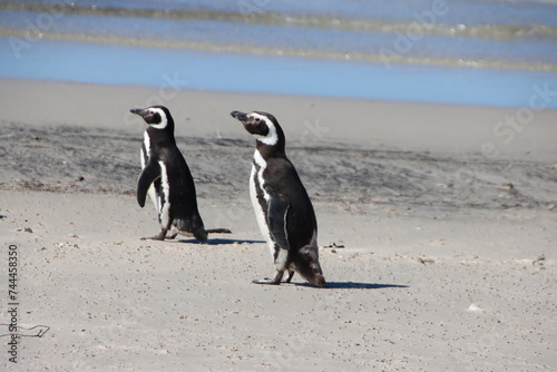 Magellanic Penguins (Spheniscus magellanicus) at the Neck on Saunders Island in the Falkland islands.