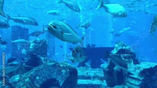 Various types of fish and sea animals swimming in a large underwater aquarium with ruins. Peaceful marine life