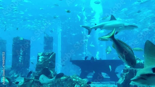 Various types of fish and sea animals swimming in a large underwater aquarium . Peaceful marine life