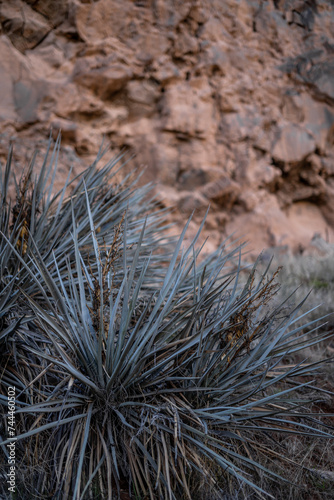 Desert Plants Outside La Verkin Cliffs