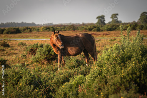 New Forest Pony