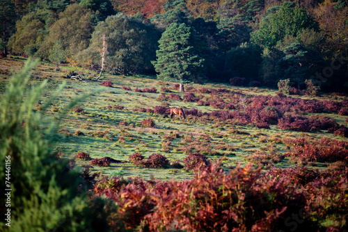 New Forest Horse in Field