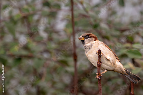 Perched Sparrow