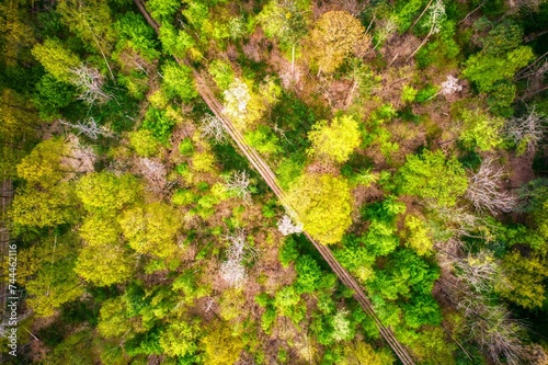 Aerial view of a road flanked by trees in a wild landscape