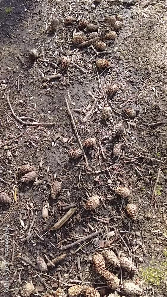 Forest Floor with flying pine cones Forest Floor with flying pine cones