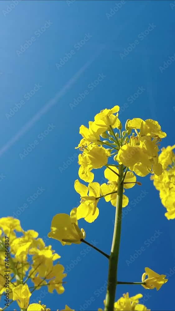 Blue sky with Yellow Rapeseed flower Blue sky with Yellow Rapeseed flower