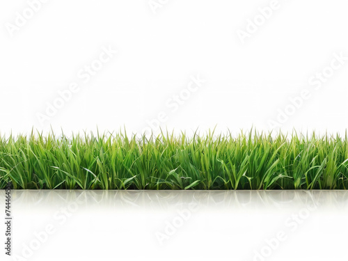 Green grass isolated on white background with copy space for your text.