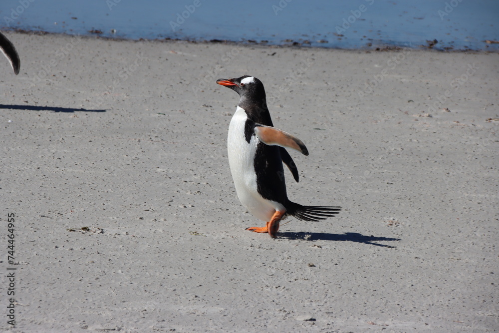 Naklejka premium Gentoo Penguin (Pygoscelis papua) on the beach at the Neck on Saunders Island in the Falkland Islands.