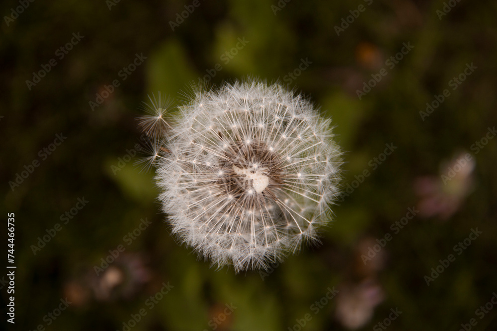 The beautiful and yellow flowers of the dandeliom, which after some time turn into these beautiful dandelions, which are divided into smaller pieces by a current of air, this is called metamorphosis The beautiful and yellow flowers of the dandeliom, which after some time turn into these beautiful dandelions, which are divided into smaller pieces by a current of air, this is called metamorphosis