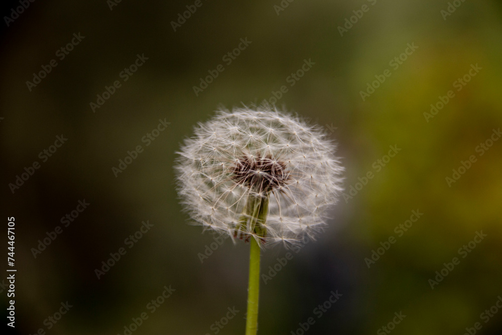 The beautiful and yellow flowers of the dandeliom, which after some time turn into these beautiful dandelions, which are divided into smaller pieces by a current of air, this is called metamorphosis