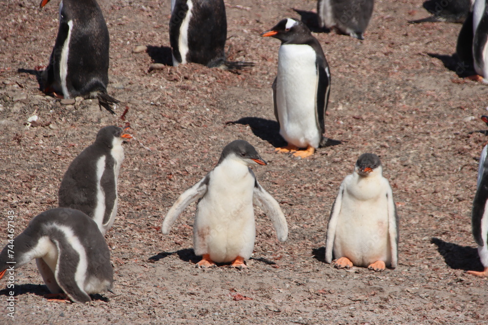 Obraz premium Gentoo Penguin (Pygoscelis papua) colony at the Neck on Saunders Island in the Falkland Islands.