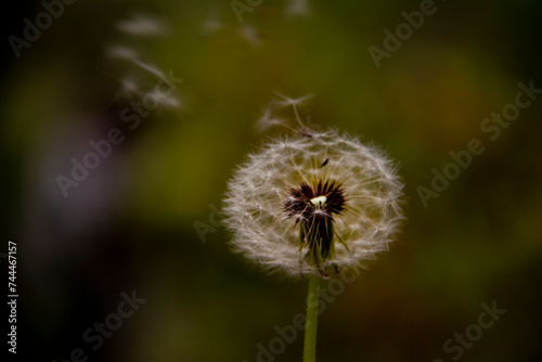 The beautiful and yellow flowers of the dandeliom, which after some time turn into these beautiful dandelions, which are divided into smaller pieces by a current of air, this is called metamorphosis