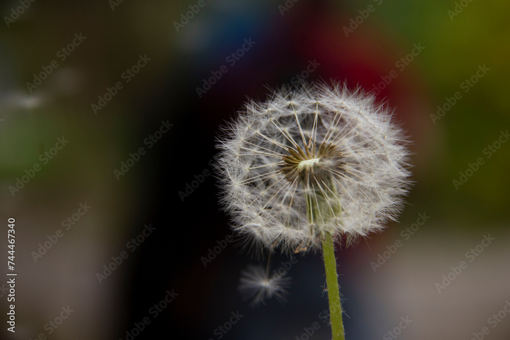 Fototapeta premium The beautiful and yellow flowers of the dandeliom, which after some time turn into these beautiful dandelions, which are divided into smaller pieces by a current of air, this is called metamorphosis