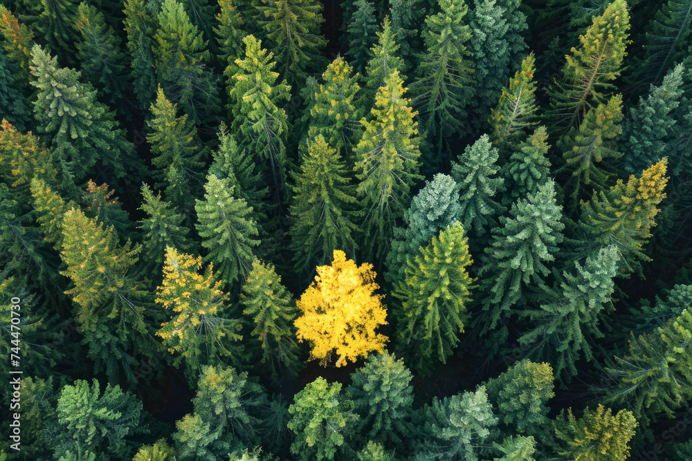 Aerial view of a yellow tree standing out in a forest of green trees.