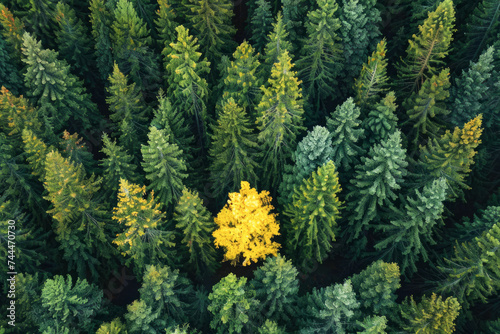 Aerial view of a yellow tree standing out in a forest of green trees.