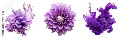 cineraria flower isolated on transparent background photo
