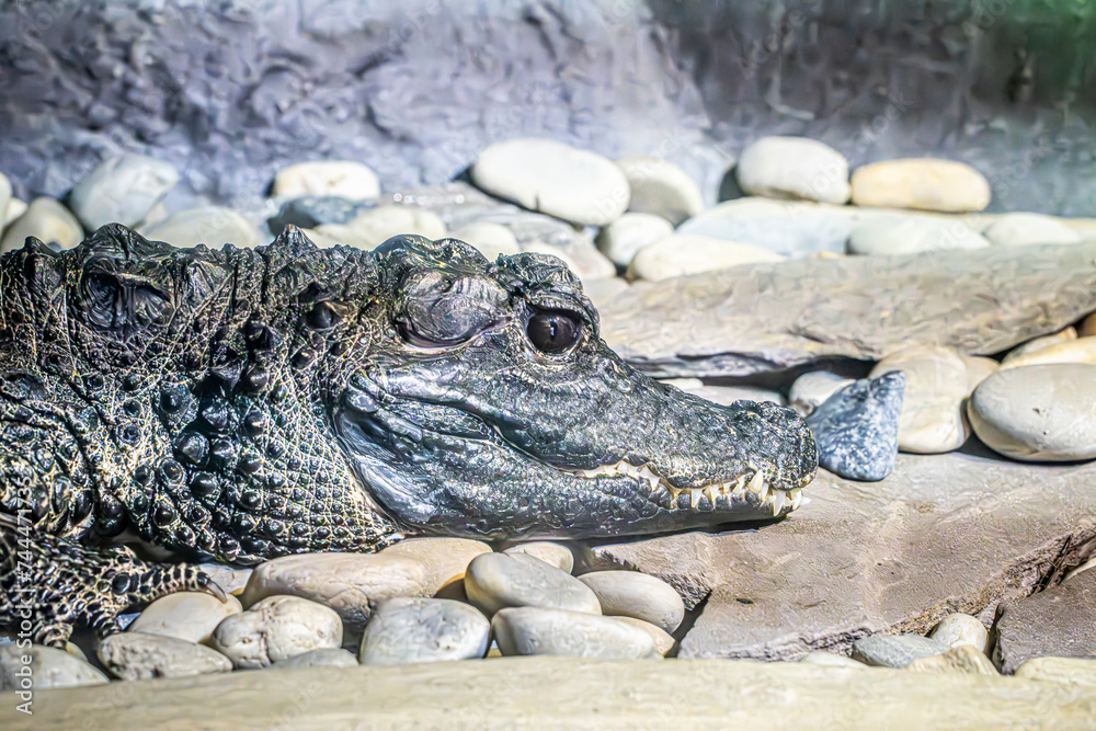 Obraz premium crocodile in the water