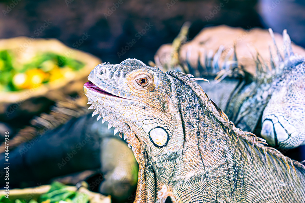 Fototapeta premium close up of a iguana