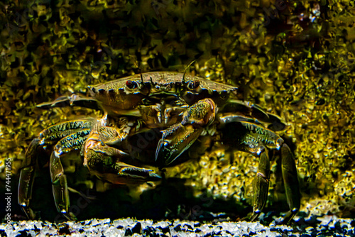 crab on blue