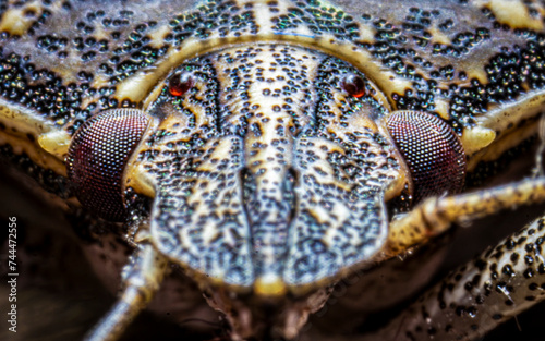 beetle © Alvaro