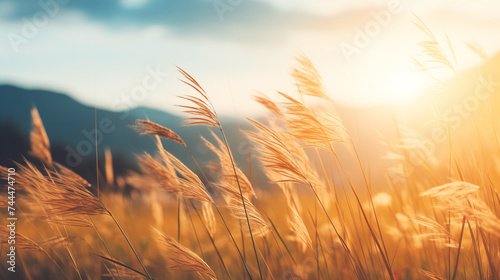wheat field at sunset © Rida