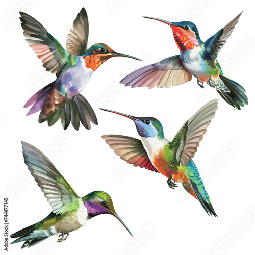 Hummingbirds watercolor vector bird isolated on white