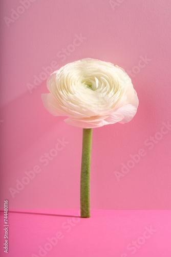 Wallpaper Mural Beautiful white ranunculus flower on pink background Torontodigital.ca