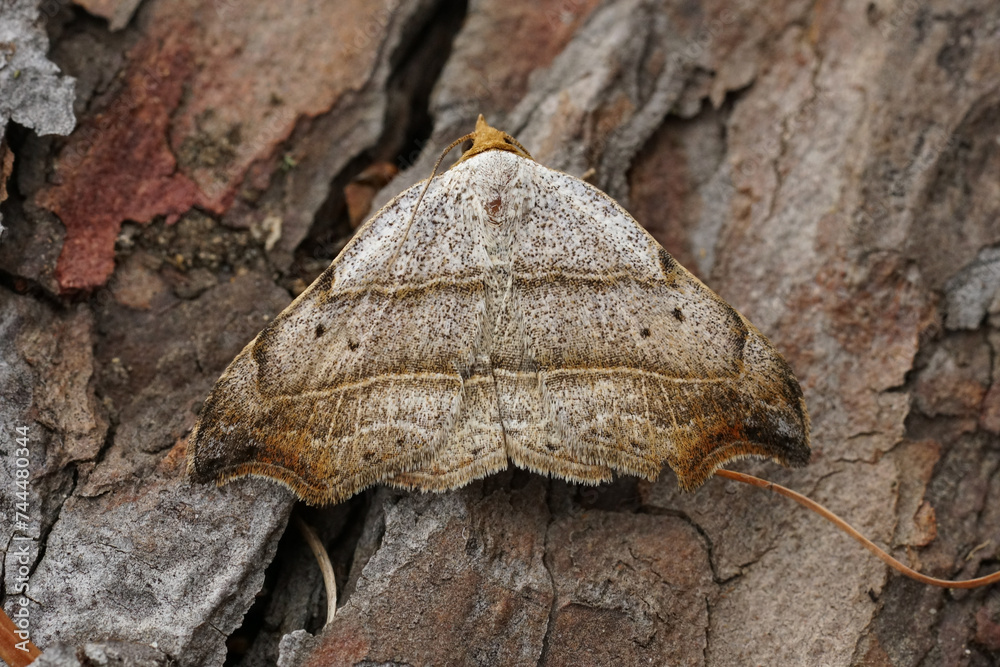 Closeup on the beautiful hook-tip geometer moth, Laspeyria flexula on a piece of wood in the garden