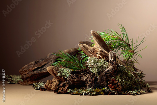 Abstract north nature scene with a composition of lichen, pine branches, and dry snags.