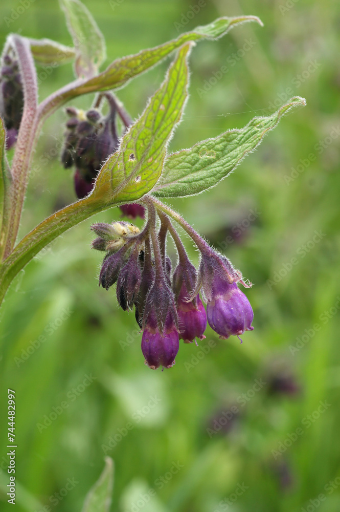 Closeup on the lila flower of the common Comfrey, Symphytum officinale, a medicinal plant Closeup on the lila flower of the common Comfrey, Symphytum officinale, a medicinal plant