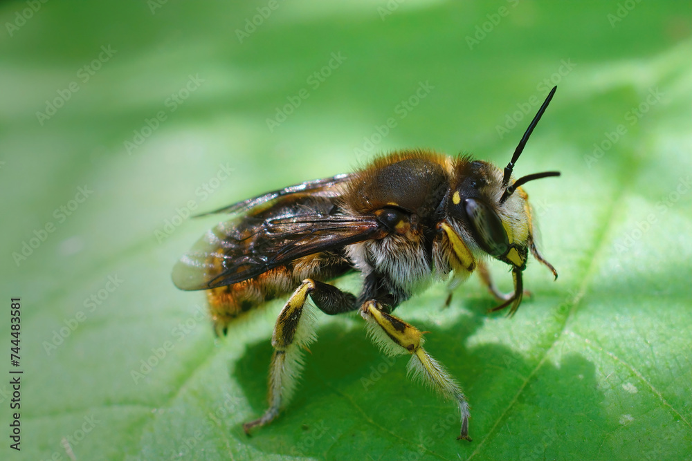 Natural closeup of a cute yellow banded European wool carder bee, Anthidium manicatum, sitting on a green leaf Natural closeup of a cute yellow banded European wool carder bee, Anthidium manicatum, sitting on a green leaf