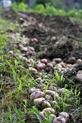 Mushrooms Growing Field
