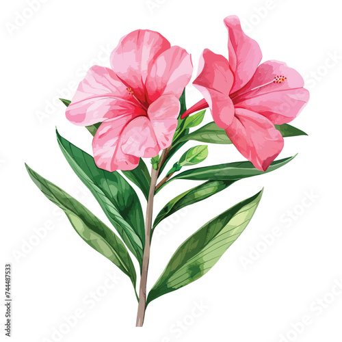 Watercolor illustration of a pink oleander flower