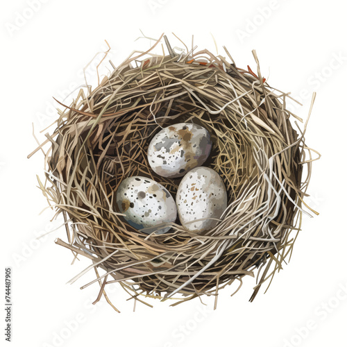 Watercolor illustration  birds nest